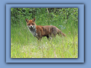 A fox seen 18th April 2020. near the southern edge of Hetton House Wood_Prv.jpg